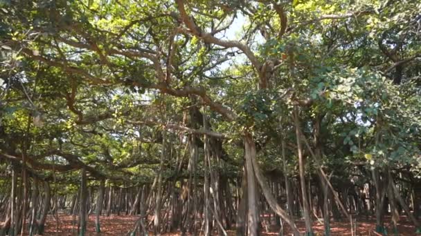 大班尼昂树Ficus Benghalensis的录像 位于印度Howrah市Shibpur的Acharya Jagadish Chandra Bose Indian Botanic Garden 世界上最大的树标本载于 — 图库视频影像