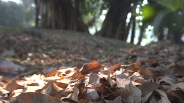 Temporada Outono Folhas Secas Caíram Chão Floresta Natureza Índia Beleza — Vídeo de Stock