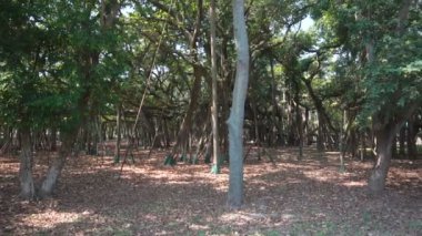 Yavaş çekim videosu, Great Banyan tree, Ficus benghalensis, Acharya Jagadish Chandra Bose Botanik Bahçesi, Shibpur, Howrah, Hindistan. Guinness Rekorlar Kitabı 'nda dünyanın en büyük ağaç örneği..