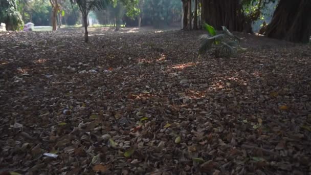 Autumn Season Dry Leaves Fell Floor Forest Nature India Natural — Stock Video