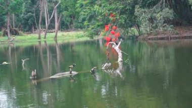Bronz kanatlı Jacana Bird, Metopidius indicus, dışarı uçuyor ve Phalacrocoracidae, yaygın olarak karabatak olarak bilinen su kuşu, bir gölde boğulmuş ağaç gövdesinde oturuyor. Howrah, Batı Bengal, Hindistan.