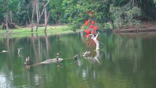 Bronzeflügeliger Jacana Vogel Metopidius Indicus Fliegt Hinaus Und Phalacrocoracidae Wasservogel — Stockvideo