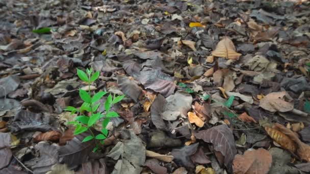Новонароджена Рослина Нове Зелене Листя Росте Опалого Осіннього Листя Лісовій — стокове відео