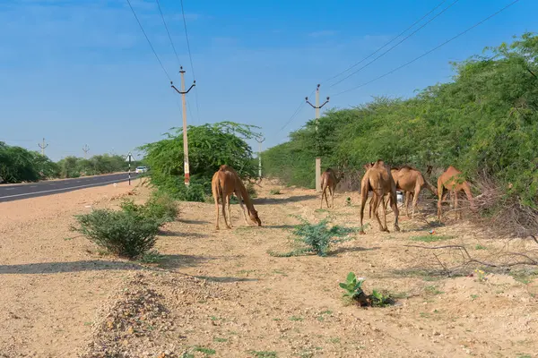 Bir grup Camel. Camelus dromedarius, güneşli bir sabahın altında Hindistan, Rajasthan 'daki Thar çölünde otluyor..