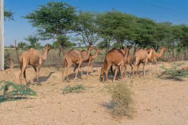 Bir grup Camel. Camelus dromedarius, güneşli bir sabahın altında Hindistan, Rajasthan 'daki Thar çölünde otluyor..