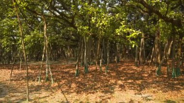 Yavaş çekim videosu, Great Banyan tree, Ficus benghalensis, Acharya Jagadish Chandra Bose Botanik Bahçesi, Shibpur, Howrah, Hindistan. Guinness Rekorlar Kitabı 'nda dünyanın en büyük ağaç örneği..