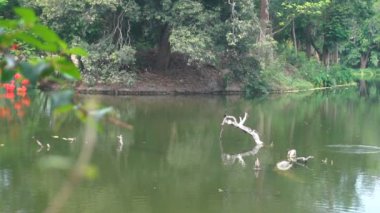Phalacrocoracidae, yaygın olarak karabatak olarak bilinen su kuşu, bir göldeki suyun üzerinde boğulmuş ağaç gövdesinde oturuyor. Howrah, Batı Bengal, Hindistan.
