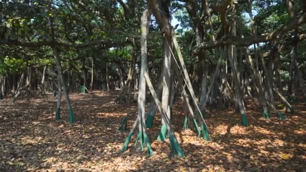 大班尼昂树Ficus Benghalensis的录像 位于印度Howrah市Shibpur的Acharya Jagadish Chandra Bose Indian Botanic Garden 世界上最大的树标本载于 — 图库视频影像