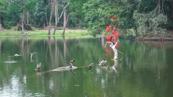 Slavný Chrám Antpur Radhagovindjiu Řemeslným Dřevem Nádhernými Terakotovými Řezbami Zobrazujícími — Stock video