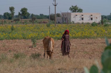 Jodhpur, Rajasthan, Hindistan - 15.10.2019: Rajasthani kadını sahada ineğini otlatıyor. İnek otlatma, otlayan otlarla beslenmek için, evcil ineği beslemek için, tam bir yemek yerine, küçük porsiyonlar halinde..