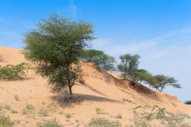 Yeşil ağaçlar, Thar Çölü 'nde nadiren bulunan bitki örtüsü. Çorak topraklar, Jodhpu 'nun kum tepeleri, Rajasthan, Hindistan.