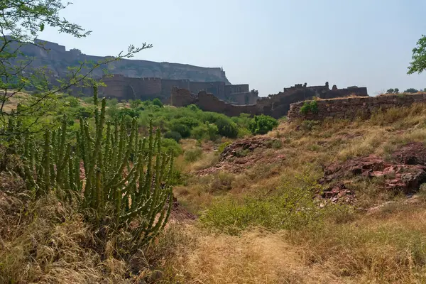 Thhor, Euphorbia caducifolia, Thar Çölü 'nün maskotu, çok saplı bitki genellikle kaktüs olarak adlandırılır. Rao Jodha Çöl Rock Parkı, Jodhpur, Rajasthan, Hindistan. Arka planda tarihi Mehrangarh Kalesi.