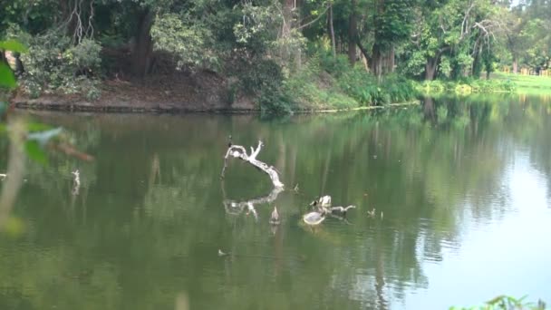 青铜翅的Jacana Bird Metopidius Indicus和Phalacrocoracidae是一种水鸟 Cormorant 栖息在湖水的树干上 Howrah West Bengal India — 图库视频影像