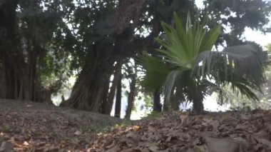 Livistona Jenkinsiana yaprakları, genellikle Binbaşı Jenkins 'in hayran palmiyesi ya da Assam hayran palmiyesi olarak adlandırılır, rüzgarda savrulan ve arka planda kalan. Botanik bahçesindeki orman zemininde kuru yapraklar, Howrah, Hindistan.
