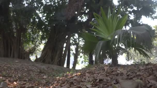Livistona Jenkinsiana的叶子 通常被称为Jenkins少校的扇形手掌或Assam扇形手掌 在风中摇曳 印度Howrah植物园的森林地面干叶 — 图库视频影像