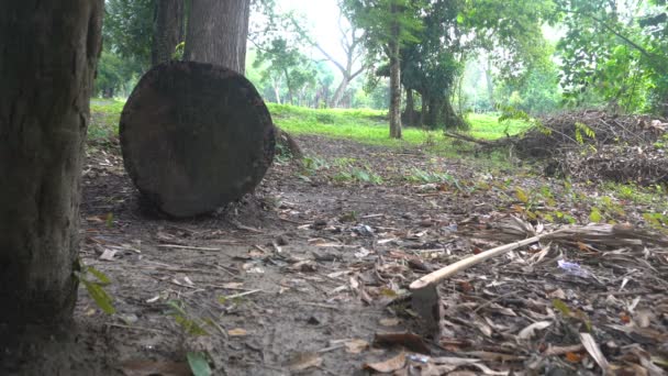Vernietiging Van Bossen Ontbossing Schadelijk Milieu Volgroeide Boom Gekapt Ligt — Stockvideo