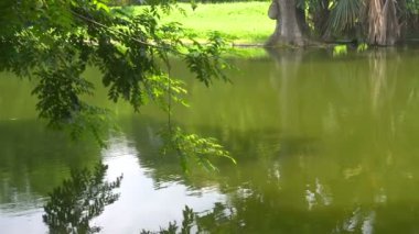 Güzel bir gölün yavaş çekim görüntüleri, akan suyun üzerinde sarkan bir ağacın yeşil yaprakları. Howrah, Batı Bengal, Hindistan.