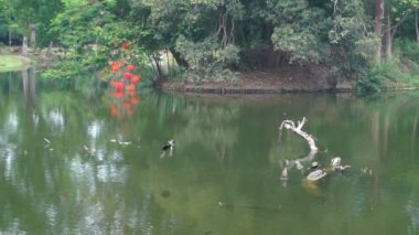 Erkek bronz kanatlı Jacana Kuşu dişi Metopidius indicus ve su kuşu karabatağı Phalacrocoracidae 'ye uçar ve bir gölde boğulmuş ağaç gövdesinde oturur. Howrah, Batı Bengal, Hindistan.