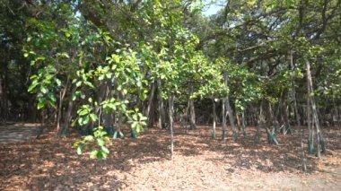 Büyük Banyan ağacı Ficus benghalensis 'in Acharya Jhandra Bose Kızılderili Botanik Bahçesi, Shibpur, Howrah, Hindistan' daki videosu. Guinness Rekorlar Kitabı 'ndaki en büyük ağaç örneği..