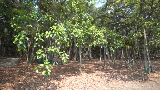 Video Del Gran Árbol Banyan Ficus Benghalensis Acharya Jagadish Chandra — Vídeo de stock