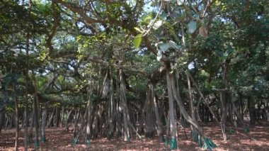 Yavaş çekim videosu, Great Banyan tree, Ficus benghalensis, Acharya Jagadish Chandra Bose Botanik Bahçesi, Shibpur, Howrah, Hindistan. Guinness Rekorlar Kitabı 'nda dünyanın en büyük ağaç örneği..