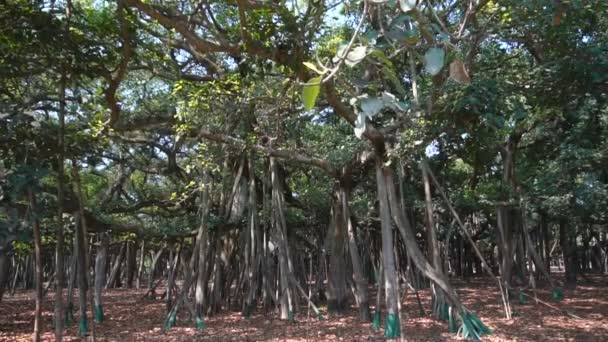Vídeo Cámara Lenta Gran Árbol Banyan Ficus Benghalensis Jardín Botánico — Vídeo de stock