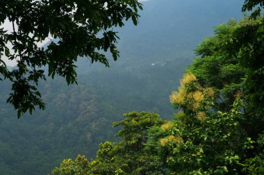 Himalaya dağları ve yemyeşil orman. Muson yağmurlarında dağlarda bulutlu bir gün. Darjeeling 'in doğal güzelliği, Batı Bengal, Hindistan.