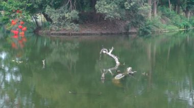 Bronz kanatlı Jacana Bird, Metopidius indicus, ve Phalacrocoracidae, yaygın olarak karabatak olarak bilinen su kuşu, bir göldeki suda boğulmuş ağaç gövdesinde oturuyorlar. Howrah, Batı Bengal, Hindistan.