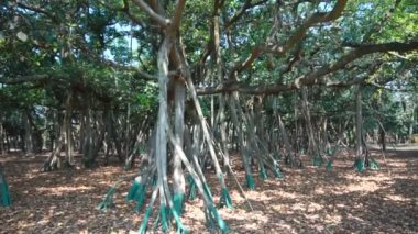 Yavaş çekim videosu, Great Banyan tree, Ficus benghalensis, Acharya Jagadish Chandra Bose Botanik Bahçesi, Shibpur, Howrah, Hindistan. Guinness Rekorlar Kitabı 'nda dünyanın en büyük ağaç örneği..