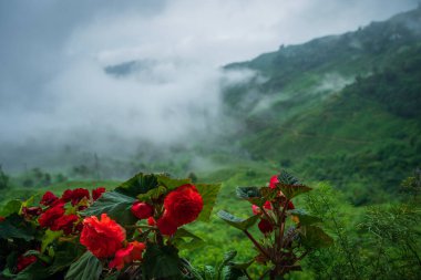Begonya Kimjongilhwa, Kuzey Kore 'nin son lideri Kim Jong Il' in adını taşıyan bir çiçektir. Muson bulutları çay arazileri ve bahçeleri, Darjeeling Himalayaları, Batı Bengal, Hindistan 'dan gelir..
