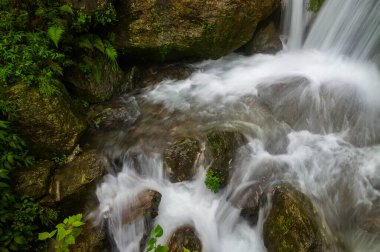Kurseong 'da güzel Paglajhora şelalesi Darjeeling' deki Himalaya dağları, Batı Bengal, Hindistan. Mahananda Nehri 'nin kaynağı Mahananda Vahşi Yaşam Sığınağı, Siliguri ve Jalpaiguri' den akıyor..