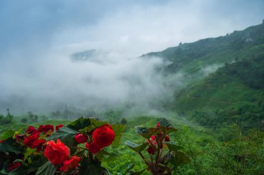 Begonya Kimjongilhwa, Kuzey Kore 'nin son lideri Kim Jong Il' in adını taşıyan bir çiçektir. Muson bulutları çay arazileri ve bahçeleri, Darjeeling Himalayaları, Batı Bengal, Hindistan 'dan gelir..
