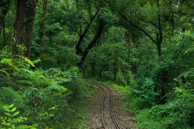 Oyuncak tren hattı, Himalaya ormanından geçen dar tren hattı. Darjeeling Himalaya Demiryolu, Yeni Jalpaiguri ve Darjeeling arasındaki dar ölçü demiryolu.