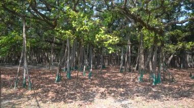 Yavaş çekim videosu, Great Banyan tree, Ficus benghalensis, Acharya Jagadish Chandra Bose Botanik Bahçesi, Shibpur, Howrah, Hindistan. Guinness Rekorlar Kitabı 'nda dünyanın en büyük ağaç örneği..