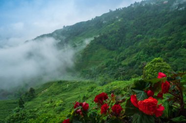 Begonya Kimjongilhwa, Kuzey Kore 'nin son lideri Kim Jong Il' in adını taşıyan bir çiçektir. Muson bulutları çay arazileri ve bahçeleri, Darjeeling Himalayaları, Batı Bengal, Hindistan 'dan gelir..