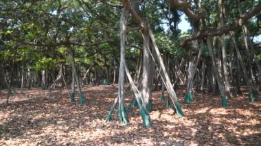 Büyük Banyan ağacı Ficus benghalensis 'in Acharya Jhandra Bose Kızılderili Botanik Bahçesi, Shibpur, Howrah, Hindistan' daki videosu. Guinness Rekorlar Kitabı 'ndaki en büyük ağaç örneği..
