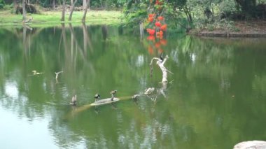 Bronz kanatlı Jacana Birds ailesi, Metopidius indicus ve Phalacrocoracidae, yaygın olarak karabatak olarak bilinen su kuşu, bir gölde boğulmuş ağaç gövdesinde oturuyorlar. Howrah, Batı Bengal, Hindistan.