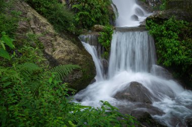 Kurseong 'da güzel Paglajhora şelalesi Darjeeling' deki Himalaya dağları, Batı Bengal, Hindistan. Mahananda Nehri 'nin kaynağı Mahananda Vahşi Yaşam Sığınağı, Siliguri ve Jalpaiguri' den akıyor..