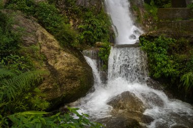 Paglajhora şelalesi, musonda ünlü şelale, Kurseong, Himalaya dağlarında Darjeeling, Batı Bengal, Hindistan. Mahananda Nehri 'nin kaynağı Mahananda Vahşi Yaşam Sığınağı' ndan akıyor..