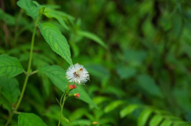 Kırmızı tohumlu karahindiba, Taraxacum erythrospermumis, çiçek açan bitkiler, Asteraceae ailesi. Genellikle karahindiba olarak bilinir. Darjeeling, Batı Bengal, Hindistan ormanlarında çiçek açarlar..