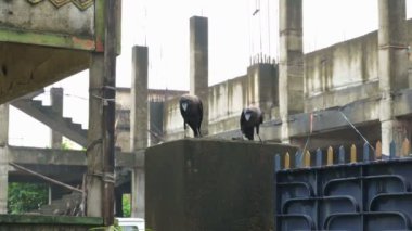 Duvarda iki karga var. Ev kargası (
