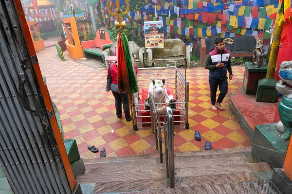 stock image Darjeeling,West Bengal,India-11.08.2023: Nandi , Nandikeshvara or Nandideva, is the bull vahana of Hindu god Shiva is being worshipped at Mahakal Mandir, malgamation of Hindu and Buddhist religions.