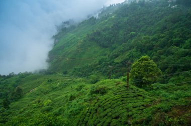 Muson bulutları ünlü çay arazilerinin üzerinden geçiyor, Himalaya dağları Darjeeling, Batı Bengal, Hindistan. Darjeeling, tepelerin kraliçesi ve yağmurlu mevsimde güzel yeşil tepeleri olan çok manzaralı bir yerdir..