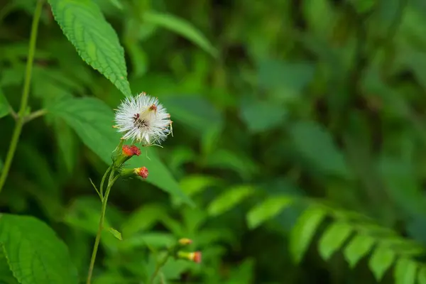 Stock image The red-seeded dandelion, Taraxacum erythrospermumis, flowering plants, family Asteraceae. Commonly known as dandelions, blooming in the forest of Darjeeling, West Bengal, India.