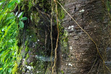 Islak yeşil ağaç kabuğunda örümcek ağı. Yosun dolu. Güzel desenli yüzeyde fugus. Darjeeling 'de muson yağmurları, Batı Bengal, Hindistan.