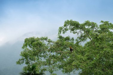 Büyük boynuzlu kuş, Buceros bicornis, aynı zamanda çukur kazıklı boynuz gagası olarak da bilinir, büyük Hint boynuz gagası veya büyük fareli boynuz gagası, arka planda Himalaya dağıyla birlikte yeşil ağaca tünemektedir..