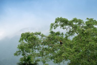 The great hornbill bird, Buceros bicornis, also known as the concave-casqued hornbill, great Indian hornbill or great pied hornbill, is perching on green tree with Himalayan mountain in background. clipart