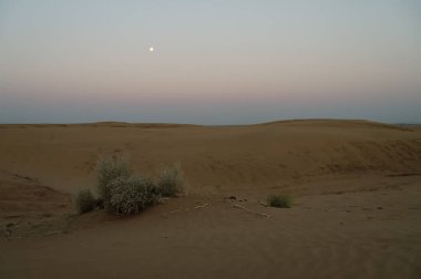 Moon set. View of Thar desert sand dunes , pre dawn light before sun rise and moon setting off in the sky. Rajasthan, India. Akondo, Calotropis gigantea, the crown flower shrub has grown in desert. clipart