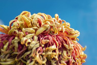 Yellow Dahlia flower petals with dew drops on them. Dahlia is bushy, tuberous, herbaceous perennial plants, Asteraceae family of dicotyledonous plants. Blue Background. Flower stock image. clipart