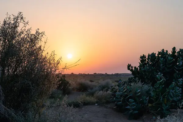 stock image Sun rising at the horizon of Thar desert, Rajasthan, India. Tourists from across India visits to watch desert sun rise. Akondo, Calotropis gigantea, the crown flower shrub has grown in desert.